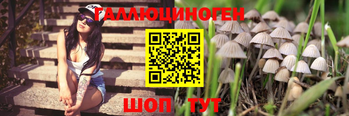 Новочебоксарск  Псилоцибиновые грибы прущие грибы  Вход с VPN 